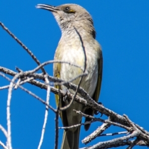 Lichmera indistincta at Moree, NSW - 7 Aug 2022