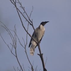 Philemon corniculatus (Noisy Friarbird) at Brunswick Heads, NSW - 6 Apr 2024 by macmad