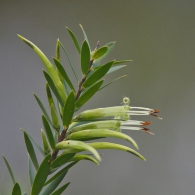 Styphelia viridis subsp. viridis (Green Five Corners) at Wallum - 6 Apr 2024 by macmad