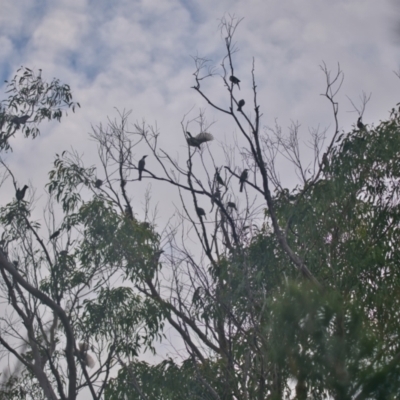 Philemon corniculatus (Noisy Friarbird) at Wallum - 6 Apr 2024 by macmad