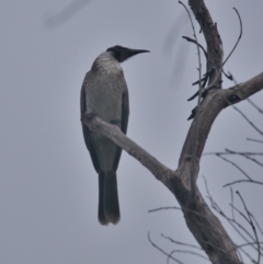 Philemon corniculatus at Wallum - 6 Apr 2024