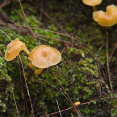 Hygrocybe sp. at Brunswick Heads, NSW - 7 Apr 2024 by macmad