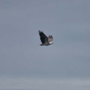 Haliaeetus leucogaster at Brunswick Heads, NSW - 7 Apr 2024