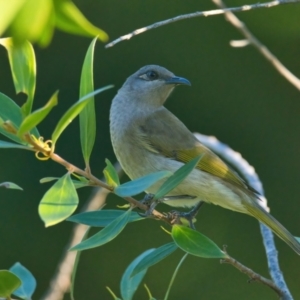 Lichmera indistincta at Brunswick Heads, NSW - 8 Apr 2024