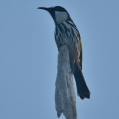 Phylidonyris niger (White-cheeked Honeyeater) at Brunswick Heads, NSW - 8 Apr 2024 by macmad