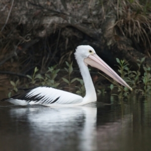 Pelecanus conspicillatus at Brunswick Heads, NSW - 9 Apr 2024 07:54 AM