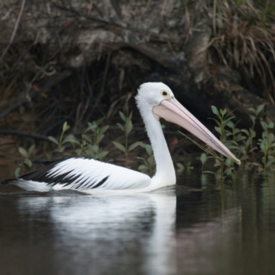 Pelecanus conspicillatus (Australian Pelican) at Brunswick Heads, NSW - 9 Apr 2024 by macmad