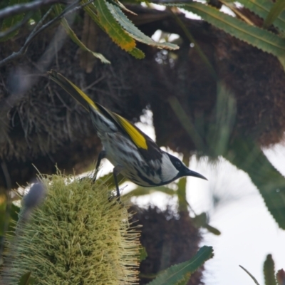 Phylidonyris niger (White-cheeked Honeyeater) at Brunswick Heads, NSW - 9 Apr 2024 by macmad