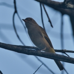 Pachycephala pectoralis (Golden Whistler) at Brunswick Heads, NSW - 9 Apr 2024 by macmad