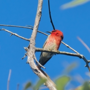 Myzomela sanguinolenta at Brunswick Heads, NSW - 9 Apr 2024