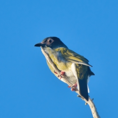 Sphecotheres vieilloti (Australasian Figbird) at Wallum - 9 Apr 2024 by macmad