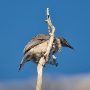 Philemon corniculatus (Noisy Friarbird) at Wallum by macmad