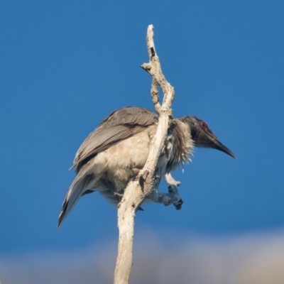 Philemon corniculatus (Noisy Friarbird) at Wallum - 9 Apr 2024 by macmad
