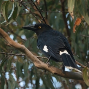 Strepera graculina at Brunswick Heads, NSW - 9 Apr 2024