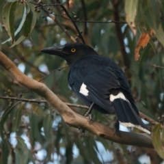 Strepera graculina (Pied Currawong) at Brunswick Heads, NSW - 9 Apr 2024 by macmad