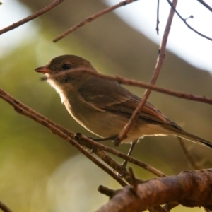 Pachycephala pectoralis at Wallum - 10 Apr 2024 07:49 AM