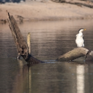 Microcarbo melanoleucos at Brunswick Heads, NSW - 10 Apr 2024