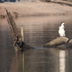 Microcarbo melanoleucos (Little Pied Cormorant) at Brunswick Heads, NSW - 10 Apr 2024 by macmad