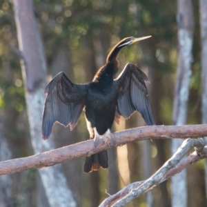 Anhinga novaehollandiae at Brunswick Heads, NSW - 10 Apr 2024 05:07 PM