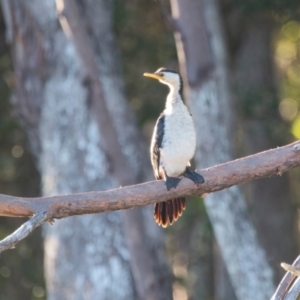 Microcarbo melanoleucos at Brunswick Heads, NSW - 10 Apr 2024