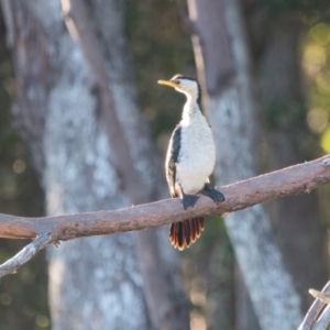 Microcarbo melanoleucos (Little Pied Cormorant) at Brunswick Heads, NSW by macmad