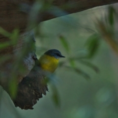 Eopsaltria australis (Eastern Yellow Robin) at Brunswick Heads, NSW - 11 Apr 2024 by macmad