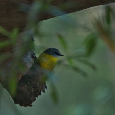 Eopsaltria australis (Eastern Yellow Robin) at Brunswick Heads, NSW - 11 Apr 2024 by macmad