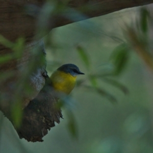 Eopsaltria australis (Eastern Yellow Robin) at Brunswick Heads, NSW by macmad