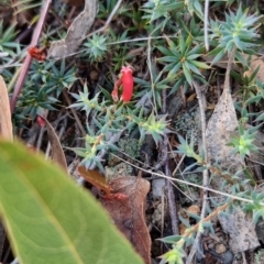 Styphelia humifusum (Cranberry Heath) at Stony Creek - 18 Apr 2024 by Dawn4134