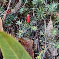 Astroloma humifusum (Cranberry Heath) at Stony Creek - 18 Apr 2024 by Dawn4134