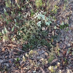 Styphelia humifusum at Stony Creek - 18 Apr 2024