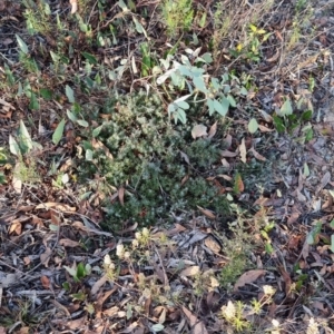 Astroloma humifusum at Stony Creek - 18 Apr 2024