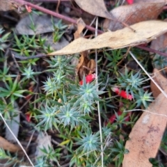 Styphelia humifusum at Stony Creek - 18 Apr 2024