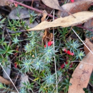 Styphelia humifusum at Stony Creek - 18 Apr 2024