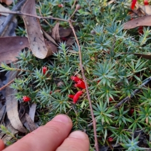 Styphelia humifusum at Stony Creek - 18 Apr 2024