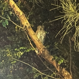 Ninox strenua at Wollongong, NSW - 22 Apr 2024