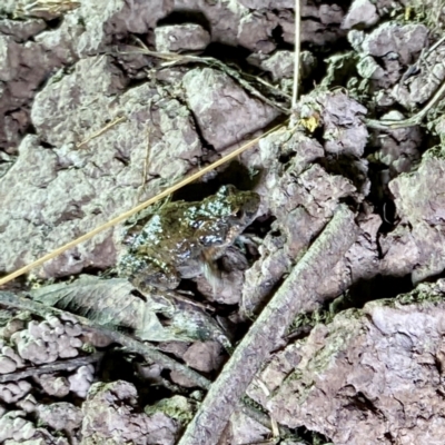 Crinia signifera at Mulligans Flat - 27 Apr 2024 by davidcunninghamwildlife