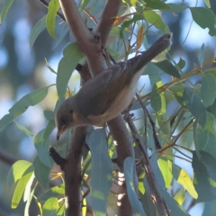 Ptilotula fusca (Fuscous Honeyeater) at Greater Bendigo National Park - 27 Apr 2024 by MichaelWenke