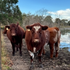 Bos taurus (Wild Cattle) at Wollogorang, NSW - 28 Apr 2024 by JimL