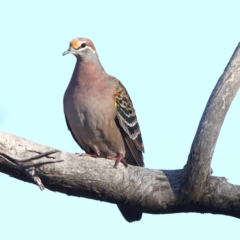 Phaps chalcoptera (Common Bronzewing) at Strathdale, VIC - 26 Apr 2024 by Trevor