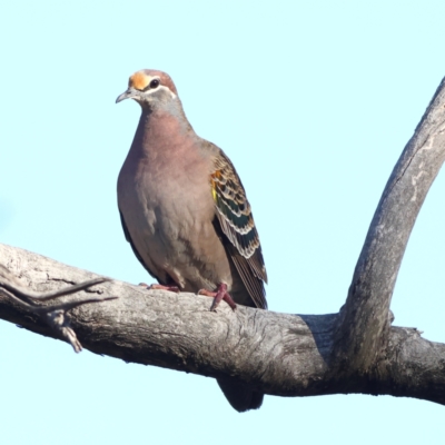 Phaps chalcoptera (Common Bronzewing) at Greater Bendigo National Park - 27 Apr 2024 by MichaelWenke