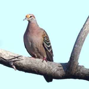 Phaps chalcoptera (Common Bronzewing) at Greater Bendigo National Park by Trevor