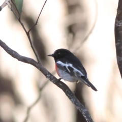 Petroica boodang (Scarlet Robin) at Junortoun, VIC - 27 Apr 2024 by Trevor