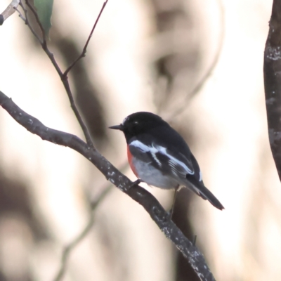 Petroica boodang (Scarlet Robin) at Greater Bendigo National Park - 27 Apr 2024 by Trevor