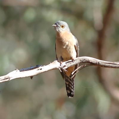 Cacomantis flabelliformis (Fan-tailed Cuckoo) at Greater Bendigo National Park - 27 Apr 2024 by Trevor
