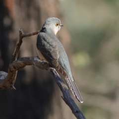 Cacomantis flabelliformis at Greater Bendigo National Park - 27 Apr 2024