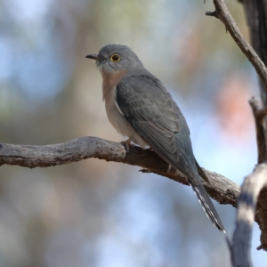 Cacomantis flabelliformis at Greater Bendigo National Park - 27 Apr 2024