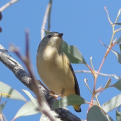 Pardalotus punctatus (Spotted Pardalote) at Greater Bendigo National Park - 27 Apr 2024 by Trevor