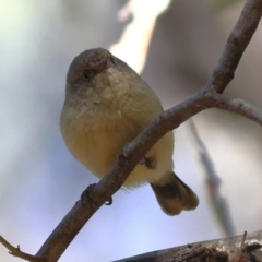 Acanthiza reguloides (Buff-rumped Thornbill) at Greater Bendigo National Park - 27 Apr 2024 by Trevor