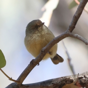 Acanthiza reguloides at Greater Bendigo National Park - 27 Apr 2024